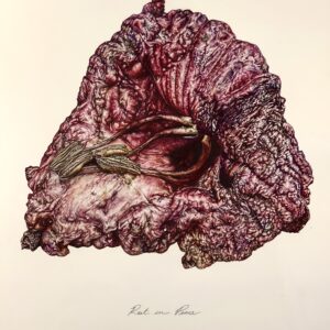 Pigments of Providence- Watercoloring Local Flowers